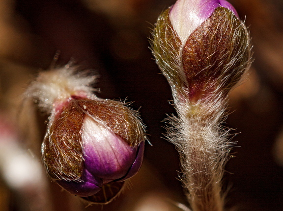 Sinilille õie nupud