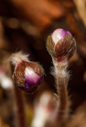 Sinilille õie nupud