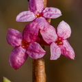 Harilik näsiniin (Daphne mezereum), õied