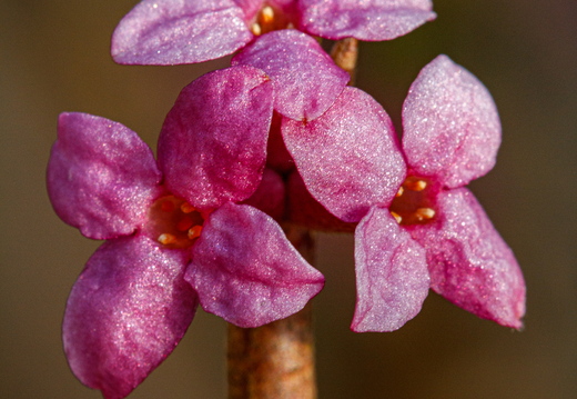 Harilik näsiniin (Daphne mezereum), õied