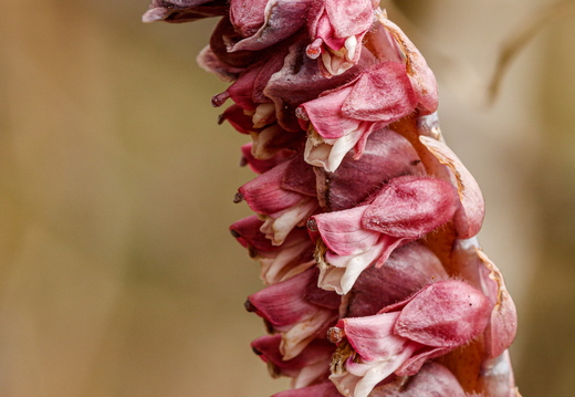  Harilik käopäkk (Lathraea squamaria)