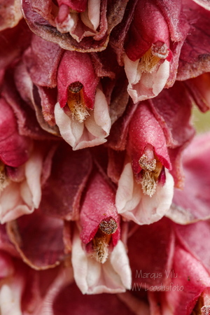  Harilik käopäkk (Lathraea squamaria), õied