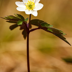  Õitsev valge ülane