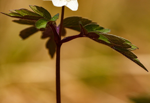  Õitsev valge ülane