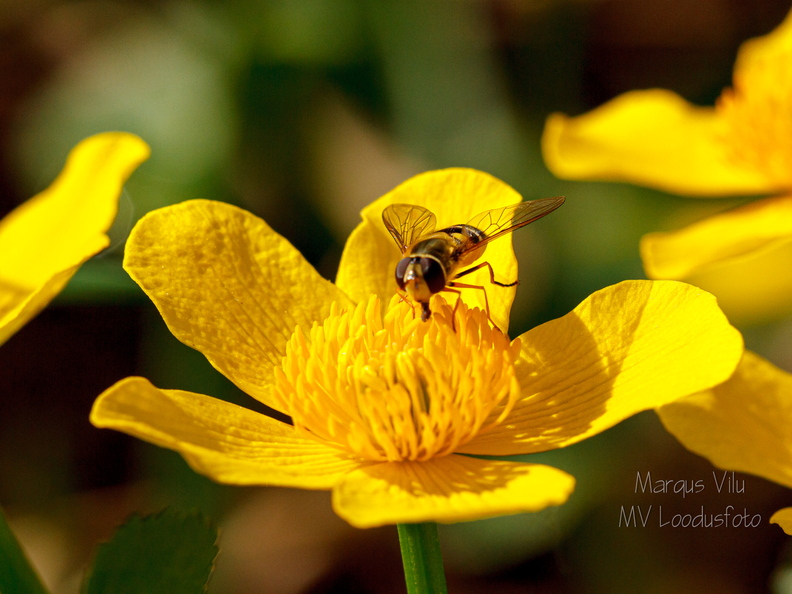  Tulika (Ranunculus) õis