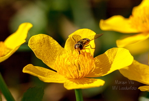  Tulika (Ranunculus) õis