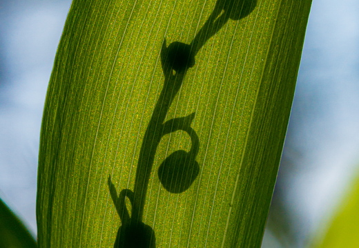 Maikelluke ehk piibeleht (Convallaria majalis L.)