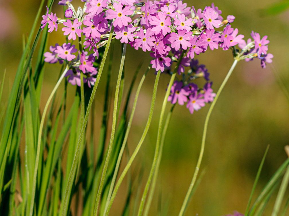  Pääsusilm (Primula farinosa)