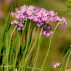  Pääsusilm (Primula farinosa)