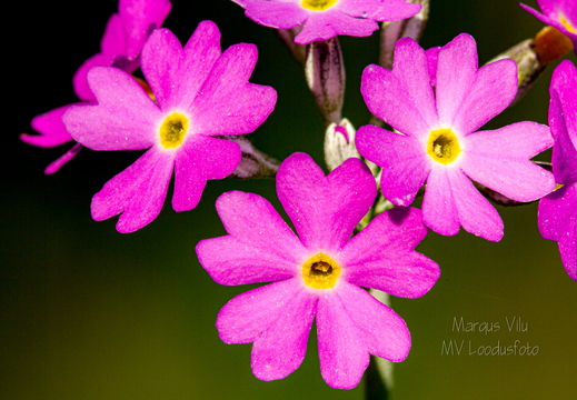  Pääsusilm (Primula farinosa)