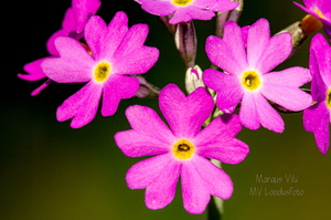  Pääsusilm (Primula farinosa)