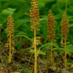  Pruunikas pesajuur (Neottia nidus-avis)