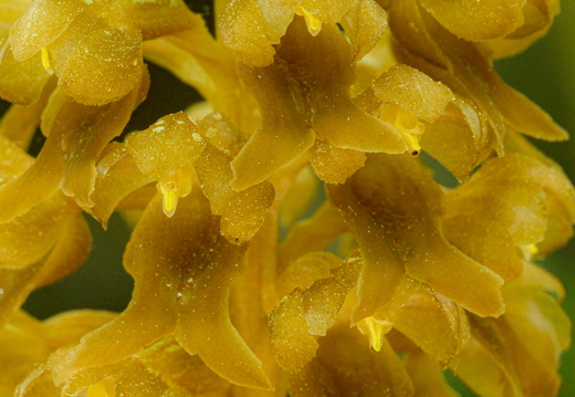  Pruunikas pesajuur (Neottia nidus-avis)