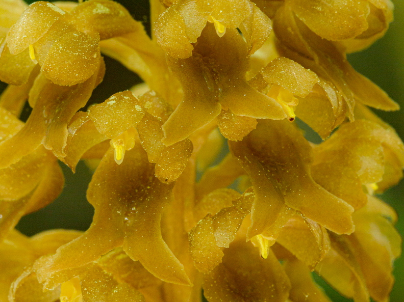  Pruunikas pesajuur (Neottia nidus-avis)