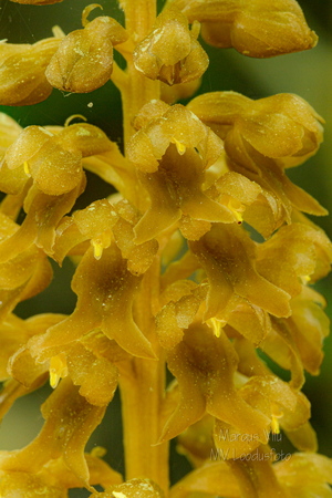  Pruunikas pesajuur (Neottia nidus-avis)