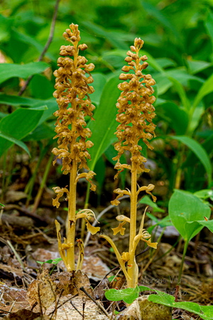  Pruunikas pesajuur (Neottia nidus-avis)