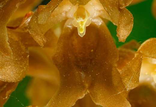 Pruunikas pesajuur (Neottia nidus-avis), õis