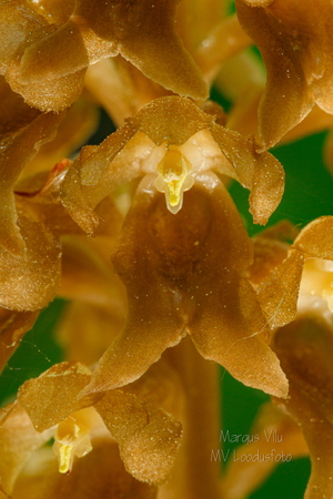 Pruunikas pesajuur (Neottia nidus-avis), õis