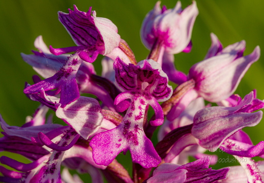  Hall käpp (Orchis militaris)