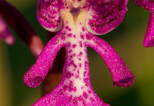  Hall käpp (Orchis militaris), õis