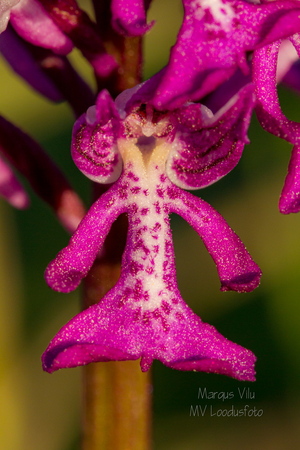  Hall käpp (Orchis militaris), õis