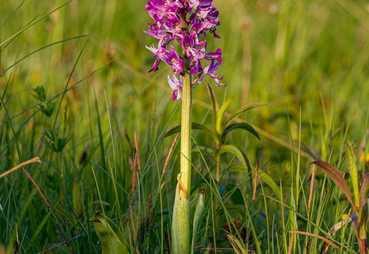  Hall käpp (Orchis militaris)