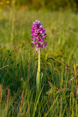  Hall käpp (Orchis militaris)