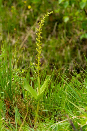 Suur käopõll (Neottia ovata),