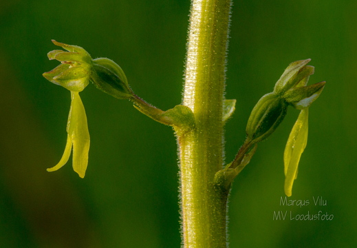   Suur käopõll (Neottia ovata), õied