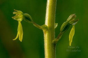   Suur käopõll (Neottia ovata), õied