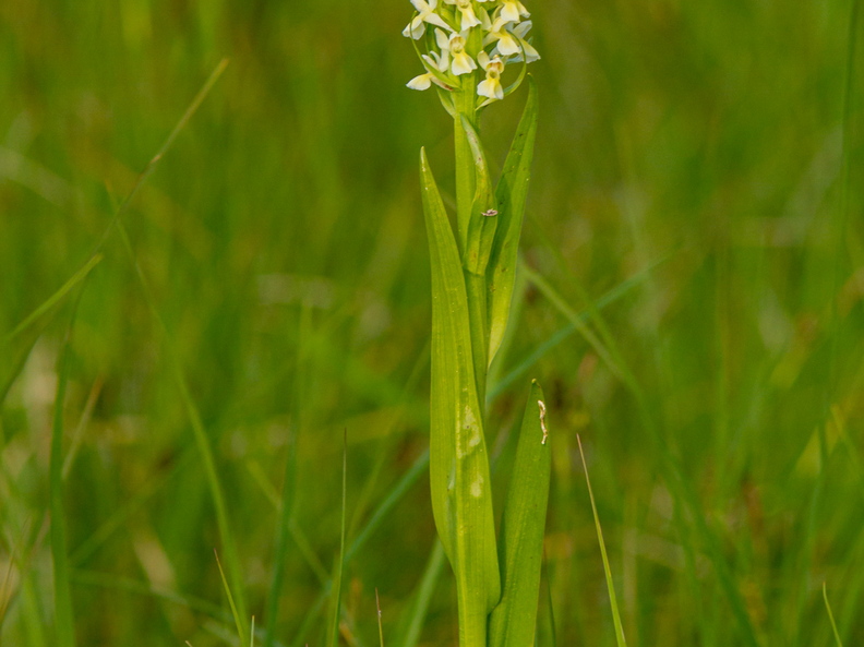  Kahkjaspunane sõrmkäpp (Dactylorhiza incarnata) valge versioon?
