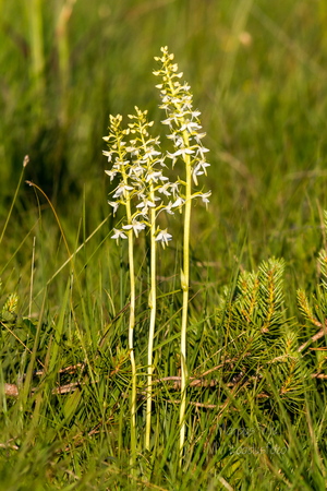  Ööviiul ehk kaheleheline käokeel (Platanthera bifolia)