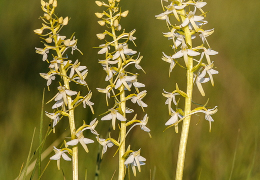  Ööviiul ehk kaheleheline käokeel (Platanthera bifolia)