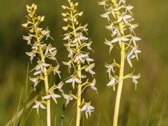  Ööviiul ehk kaheleheline käokeel (Platanthera bifolia)