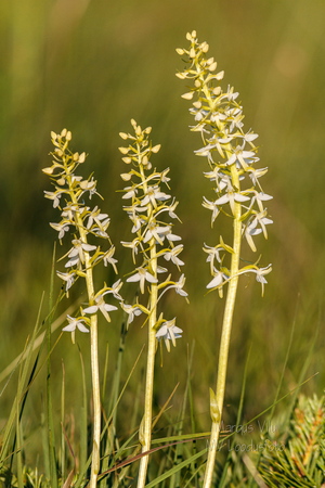  Ööviiul ehk kaheleheline käokeel (Platanthera bifolia)