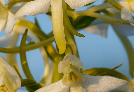  Ööviiul ehk kaheleheline käokeel (Platanthera bifolia)