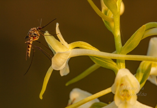  Ööviiul ehk kaheleheline käokeel (Platanthera bifolia)