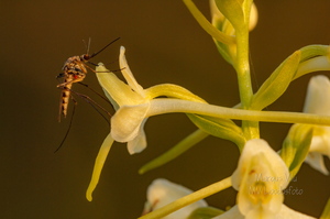  Ööviiul ehk kaheleheline käokeel (Platanthera bifolia)