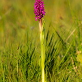  Kahkjaspunane sõrmkäpp (Dactylorhiza incarnata)