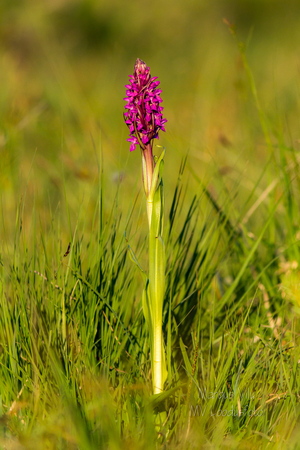  Kahkjaspunane sõrmkäpp (Dactylorhiza incarnata)