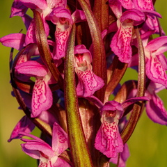  Kahkjaspunane sõrmkäpp (Dactylorhiza incarnata)