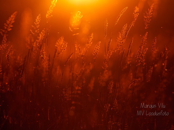  Kõrred päikeseloojangus