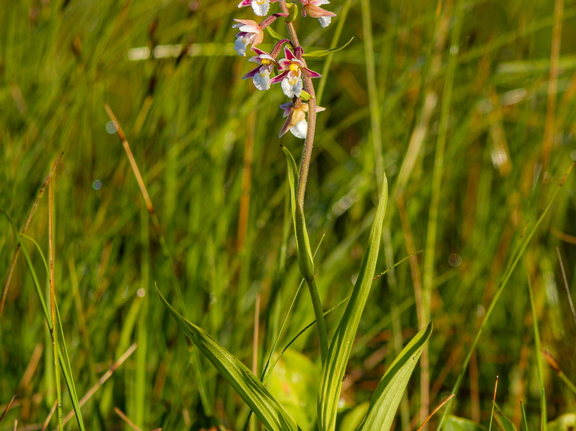 Soo-neiuvaip (Epipactis palustris)