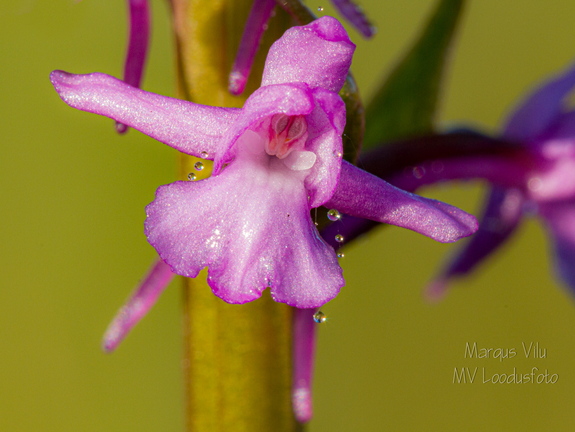  Harilik käoraamat (Gymnadenia conopsea)