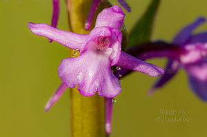  Harilik käoraamat (Gymnadenia conopsea)