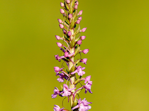  Harilik käoraamat (Gymnadenia conopsea)