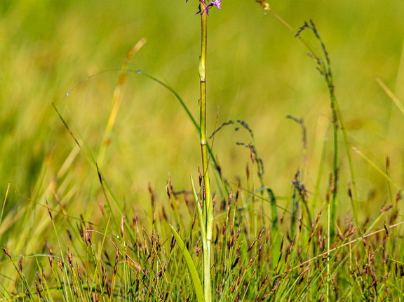  Harilik käoraamat (Gymnadenia conopsea)