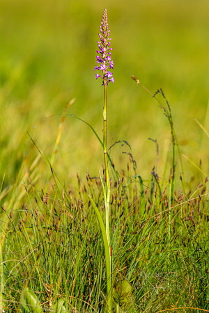 Harilik käoraamat (Gymnadenia conopsea)