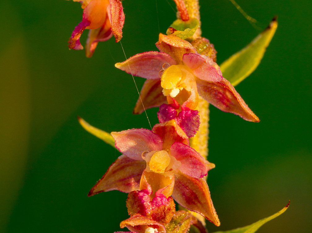  Tumepunane neiuvaip  (Epipactis atrorubens)