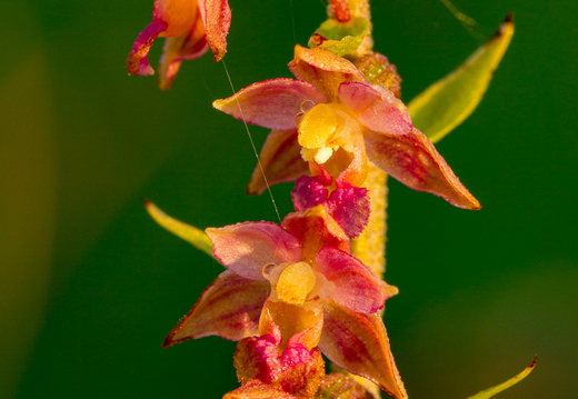  Tumepunane neiuvaip  (Epipactis atrorubens)